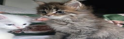 Maine Coon cats for sale: Maine coon Giant russian/European and American - Advert 12