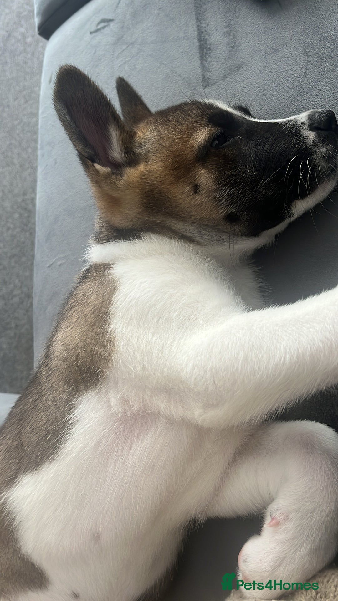 Mixed Breed dogs for sale: American Akita Puppy - Image 2
