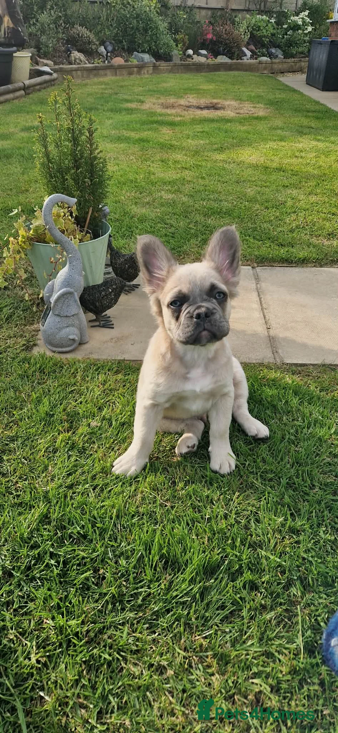 French Bulldog dogs for sale: LAST PUPPY- Rare fluffy french bulldogs - Advert 2