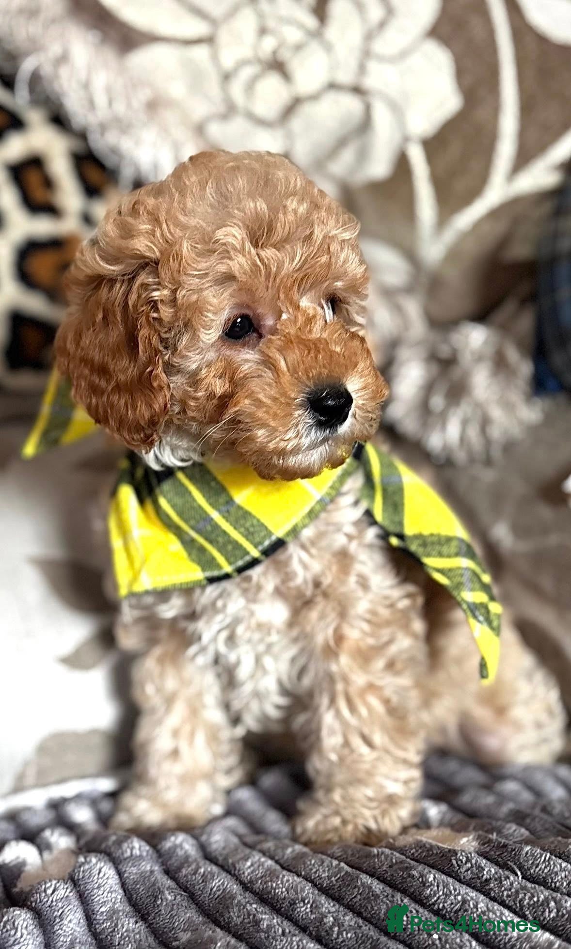 Cavapoo dogs Molly-Mae -Teddy Bear F1b Golden Girl Ready Now  - Advert 15