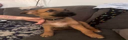 Mixed Breed dogs for sale: German Shepherd cross lurcher puppies  - Advert 5