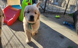 Golden Retriever dogs for sale: Golden retriever pups 5 girls and 4 boy available - Image 12
