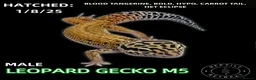 Leopard Gecko reptiles for sale: LEOPARD GECKOS (Hatchlings,Juvenile,Adult )  - Advert 3
