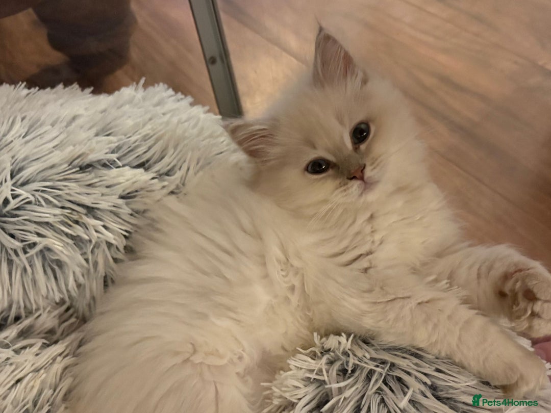 Ragdoll cats for sale: Ragdoll Kitten TICA chocolate tabby cherubim - Advert 17