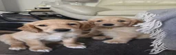 Mixed Breed dogs for sale: Golden retriever x cockapoo boy puppy - Advert 8