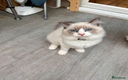 Ragdoll cats for sale: Male Ragdoll kittens - Image 3