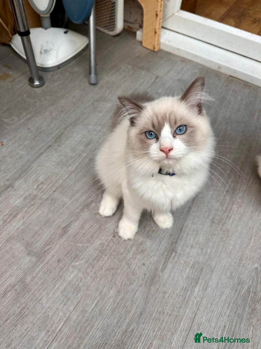 Ragdoll cats for sale: Male Ragdoll kittens - Image 3