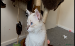 Siberian cats for sale: Siberians with wonderful personalities  - Image 7
