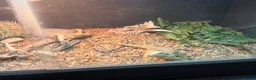 Bearded Dragon reptiles for sale: Bearded dragons (2) in Daventry - Advert 6