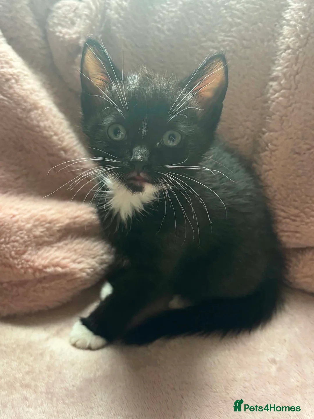 Mixed Breed cats for sale: 3 kittens, 1 male, 2 female - Advert 4