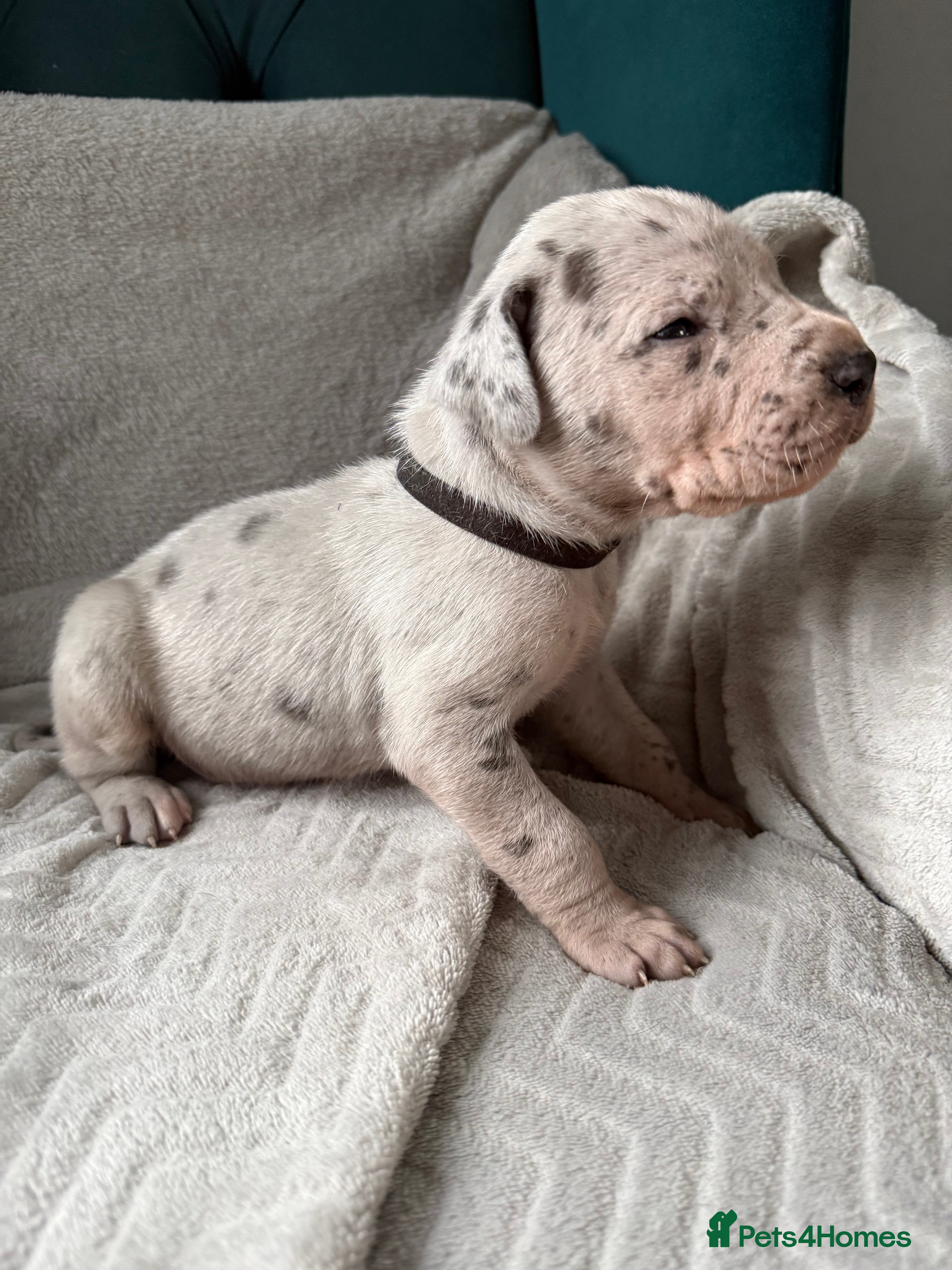 Great Dane dogs Beautiful litter of 8 kc reg Great Dane pups  - Advert 4