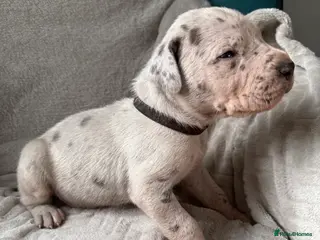 Great Dane dogs Beautiful litter of 8 kc reg Great Dane pups - Advert 3