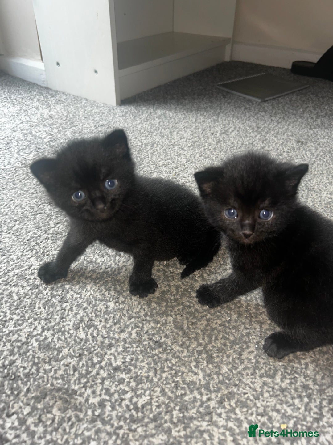 British Shorthair cats for sale: Three black kittens for sale  - Image 3
