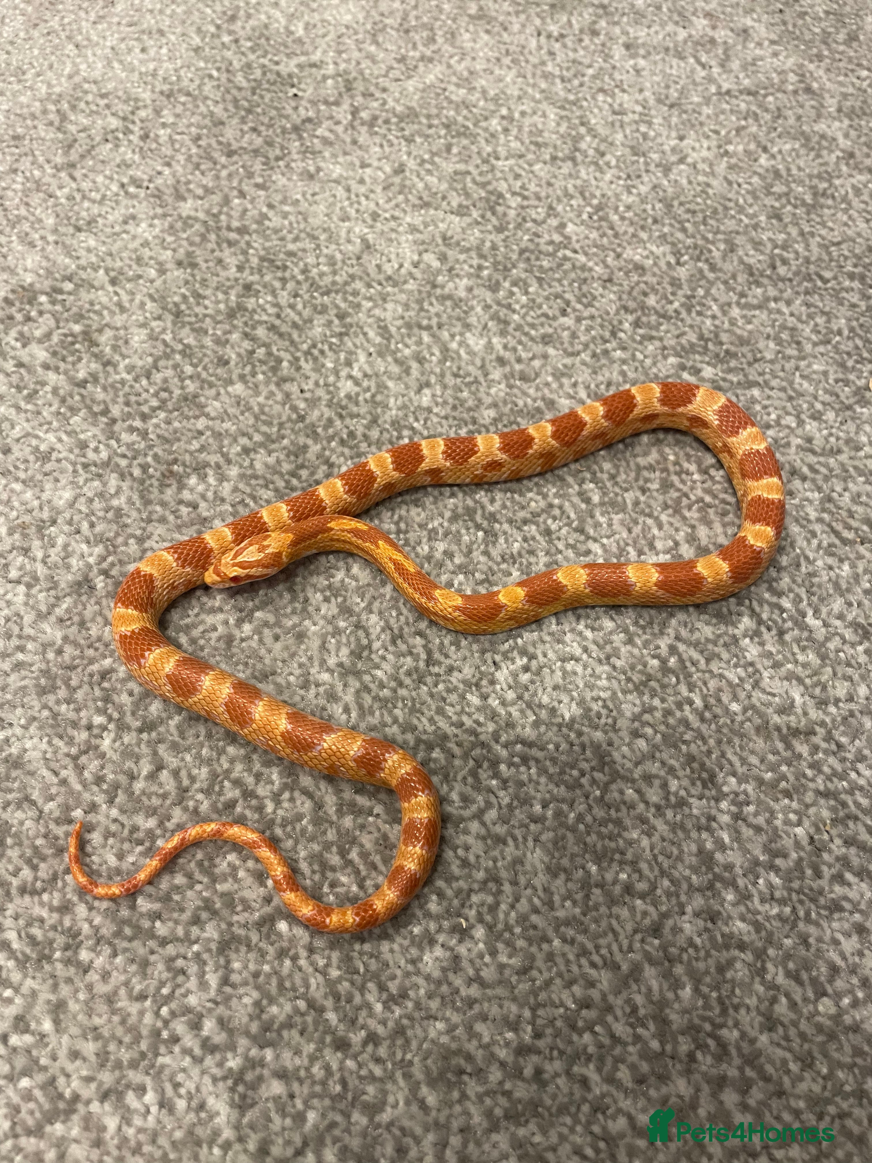 Corn Snake reptiles 15 Month Old Corn snake with set up  - Advert 9