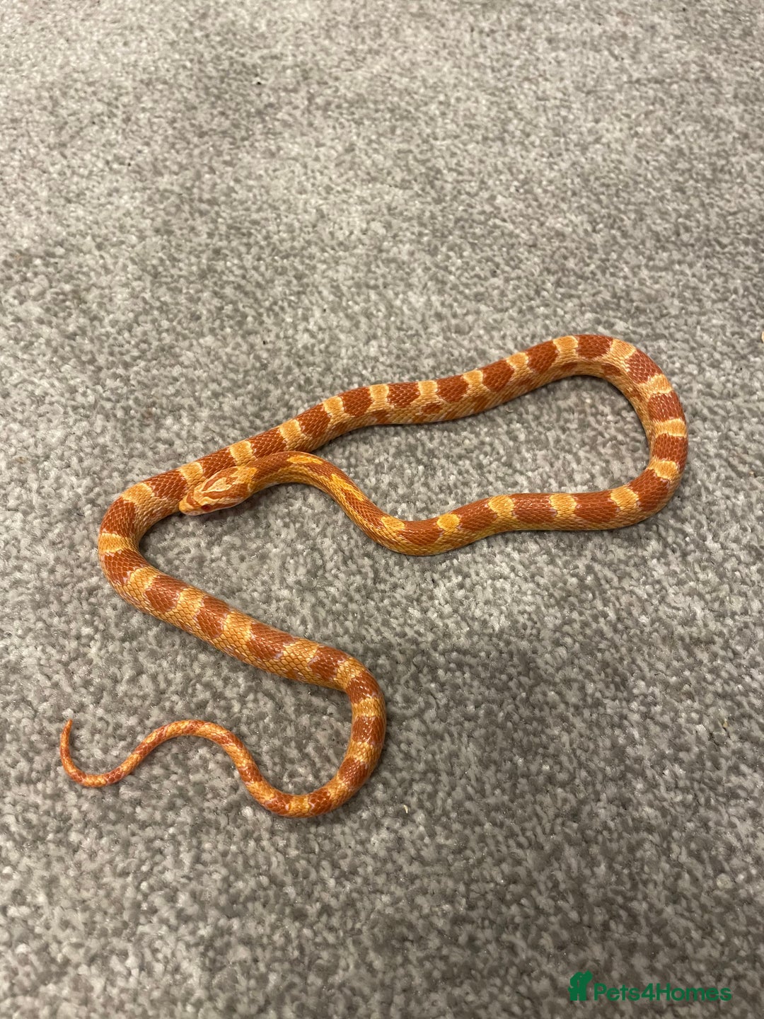 Corn Snake reptiles for sale: 15 Month Old Corn snake with set up  - Image 2