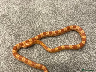 Corn Snake reptiles 15 Month Old Corn snake with set up - Advert 9