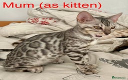 Bengal cats for sale: 5 Stunning Bengal girls ready for their new homes - Image 20