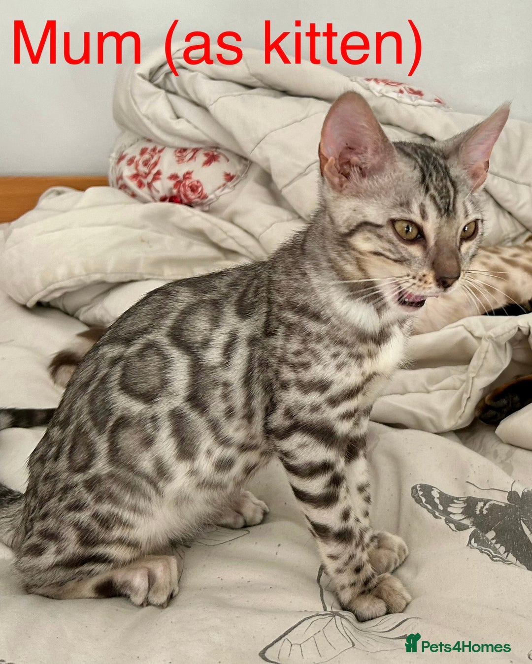 Bengal cats for sale: 5 Stunning Bengal girls ready for their new homes - Image 20