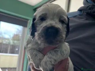 Cocker Spaniel dogs Cocker spaniel puppies - Advert 17