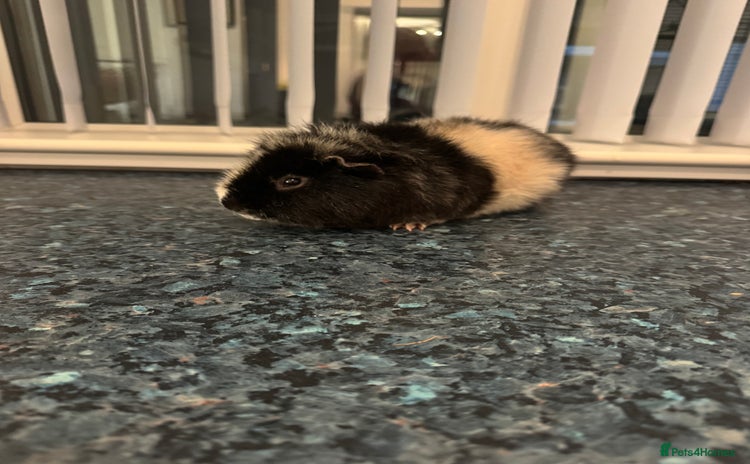 Guinea Pig rodents Stunning male  guinea pig  - Advert 1