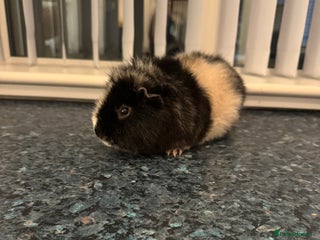 Guinea Pig rodents Stunning male guinea pig - Advert 13