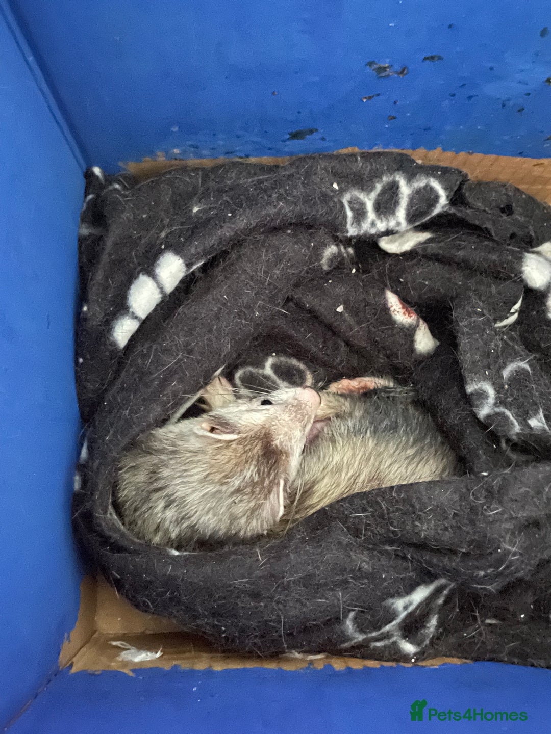 Ferret rodents for sale: Baby ferret kits (available late September ) - Image 3