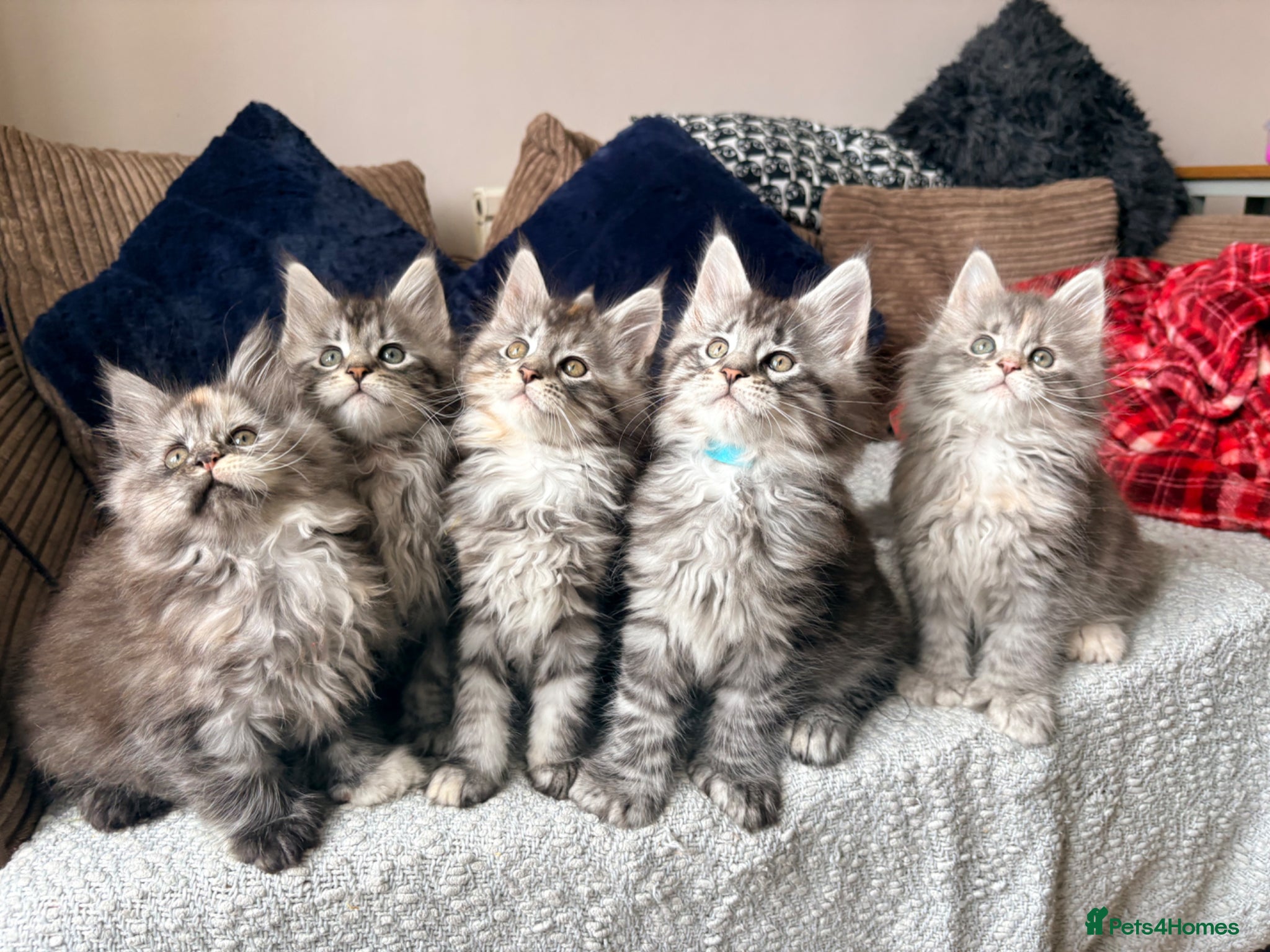 Maine Coon cats Tica registered 3 female mainecoons left,  polys - Advert 2