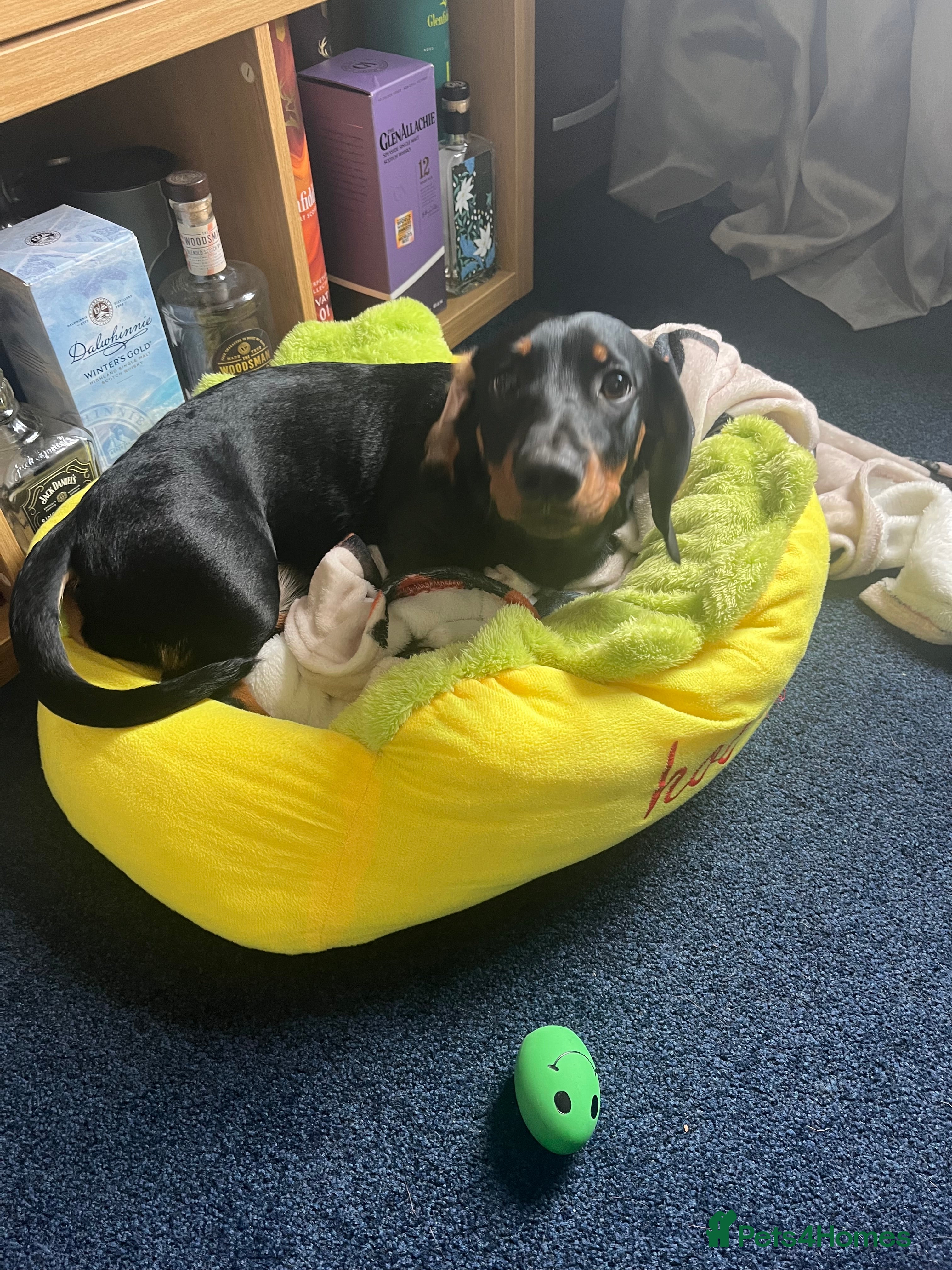 Mixed Breed dogs Mixed breed Dachshund Rottweiler Female in Warrington - Advert 1