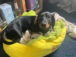 Mixed Breed dogs Mixed breed Dachshund Rottweiler Female in Warrington - Advert 1