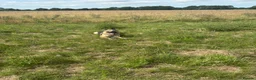 German Shepherd dogs for sale: Beautiful German Shepherd ❤️ - Advert 2