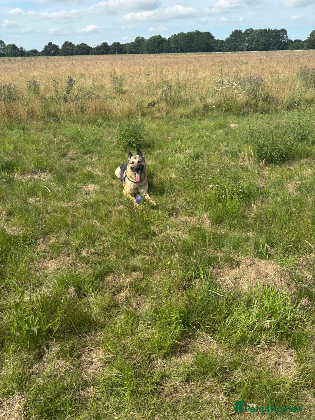 German Shepherd dogs for sale: Beautiful German Shepherd ❤️ - Advert 2