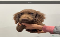 Cocker Spaniel dogs for sale: Mixed litter  - Advert 9