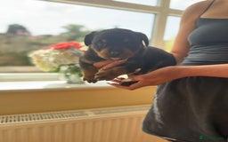 Rottweiler dogs for sale: Rottweiler puppies  - Image 7