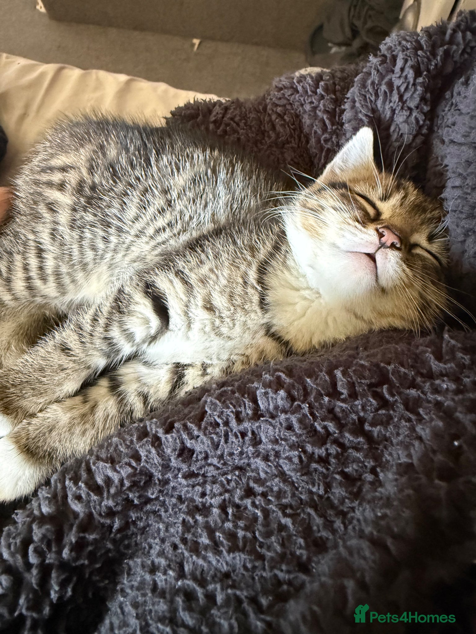 Mixed Breed cats for sale: Two beautiful female tabby kitten  - Advert 4