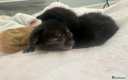 Mixed Breed cats for sale: Kittens  - Image 8