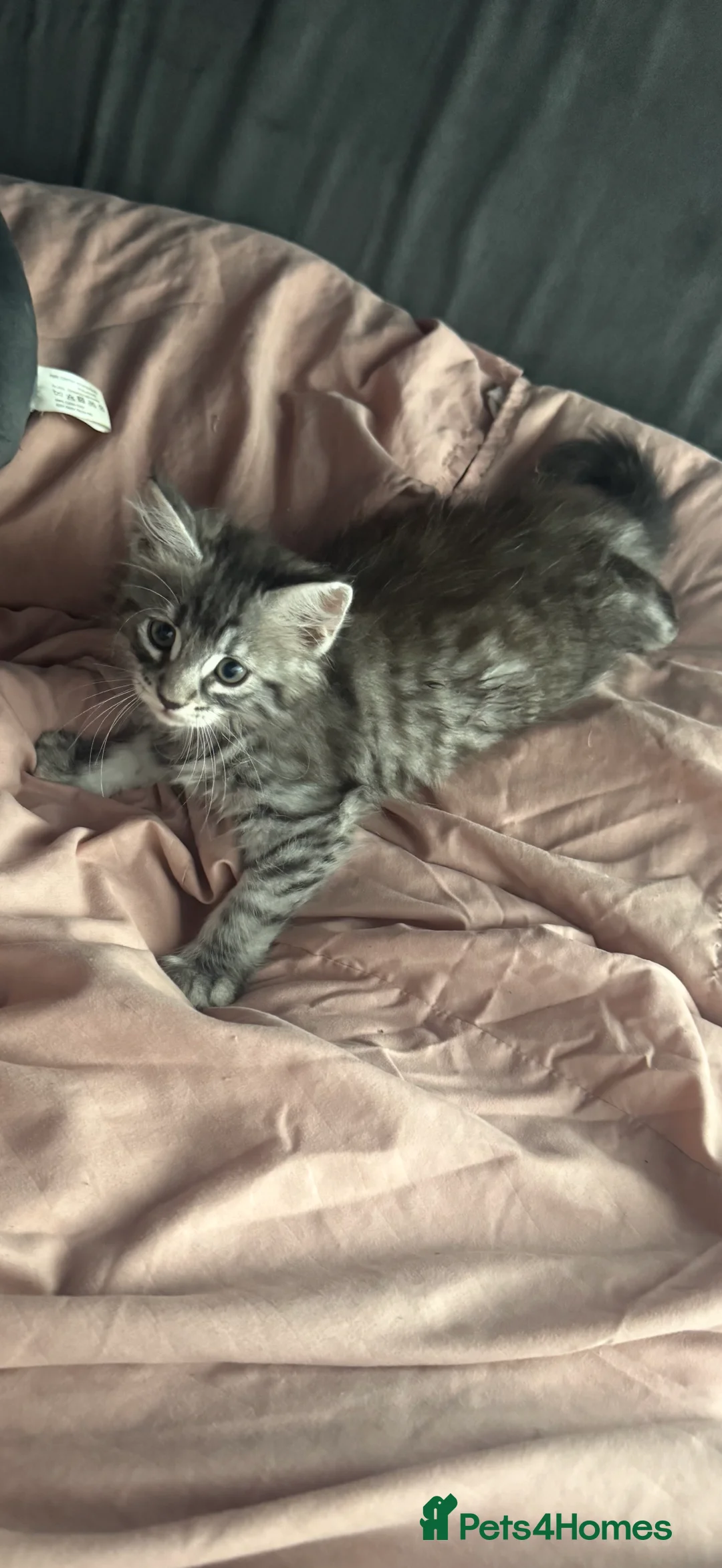 Maine Coon cats for sale: Beautiful Maine coon x British shorthair kittens  - Advert 2