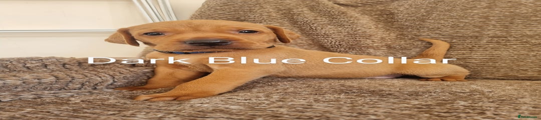 Mixed Breed Puppy 1