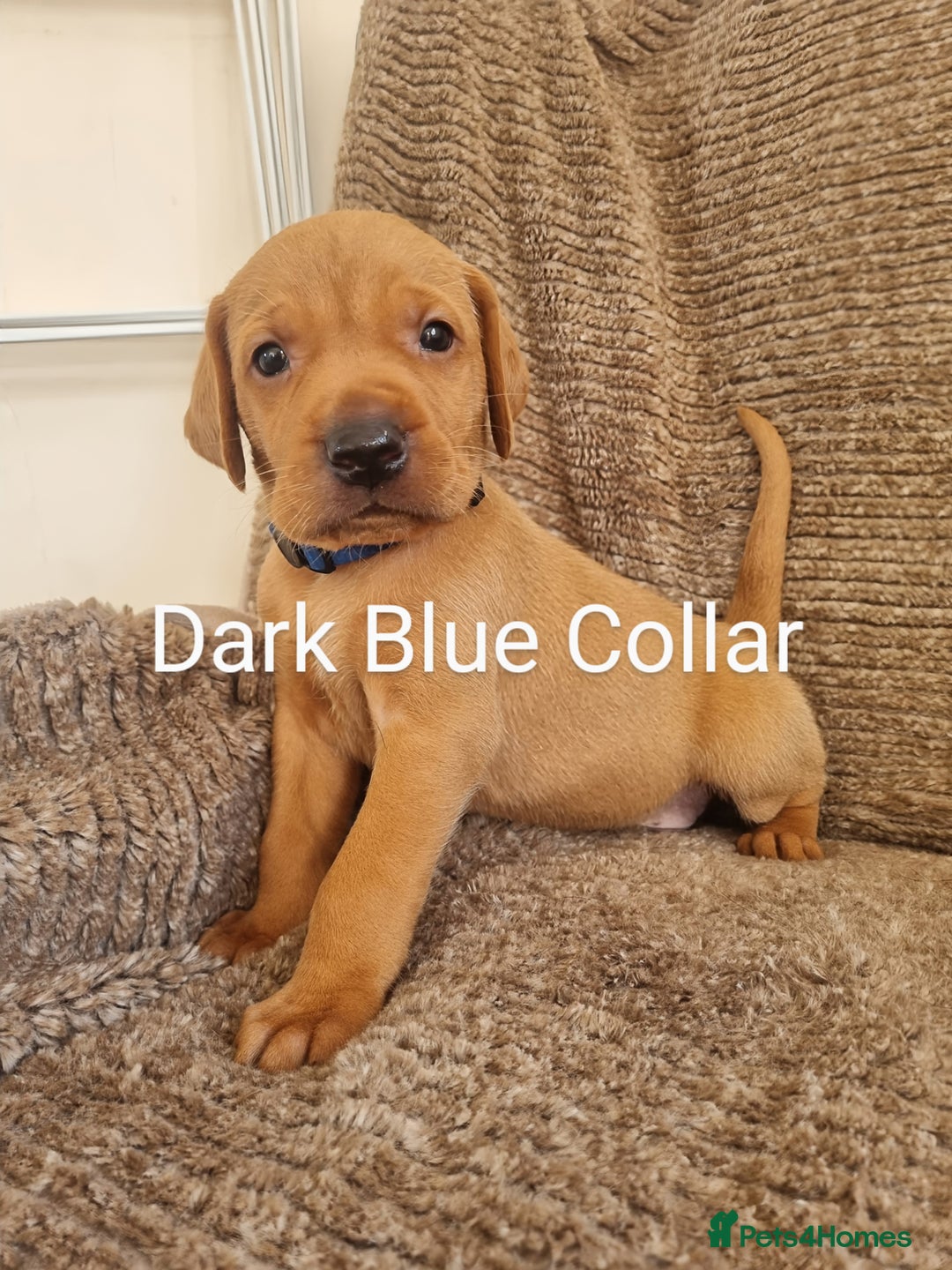 Hungarian Vizsla dogs for sale: Hungarian Vizsla x Fox Red Labrador Puppies - Image 1