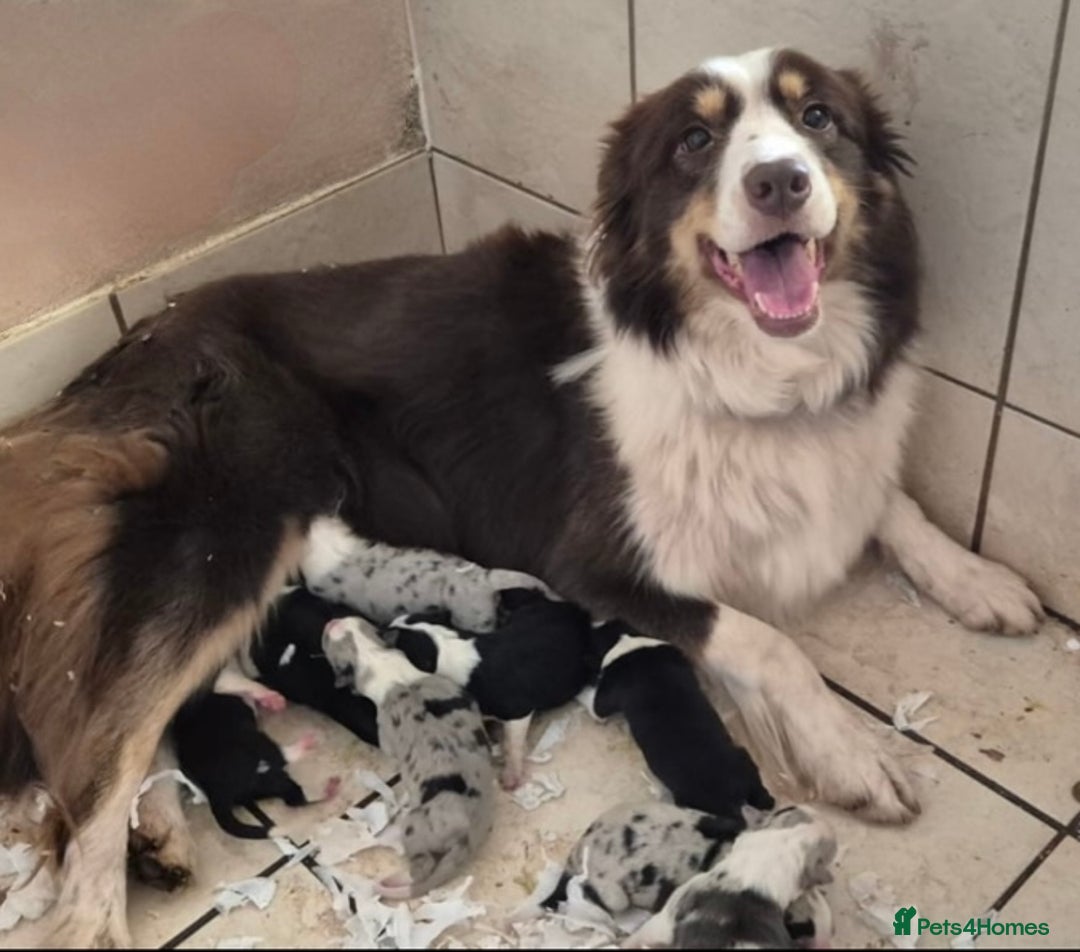 Border Collie dogs for sale: 9 Beautiful B&W & Merle Border Collie Puppies 🐶 - Image 4