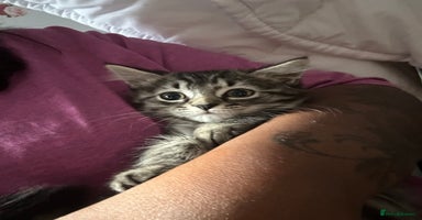 Mixed Breed cats - Advert 8
