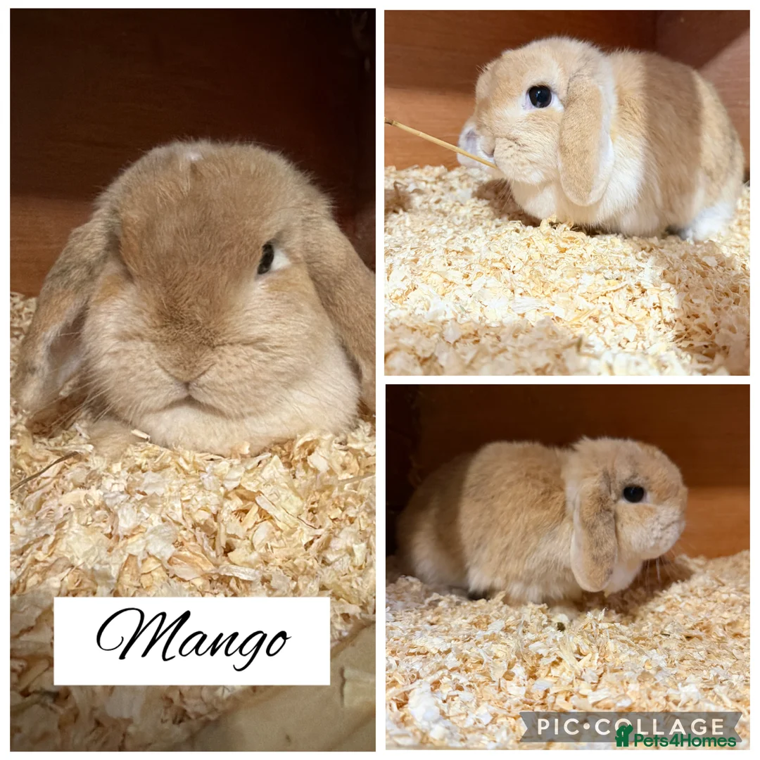 Mini Lop rabbits for sale: Pure bred mini lops  - Advert 1