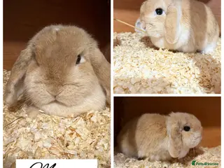 Mini Lop rabbits Pure bred mini lops - Advert 6