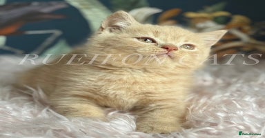 British Shorthair cats - Advert 15