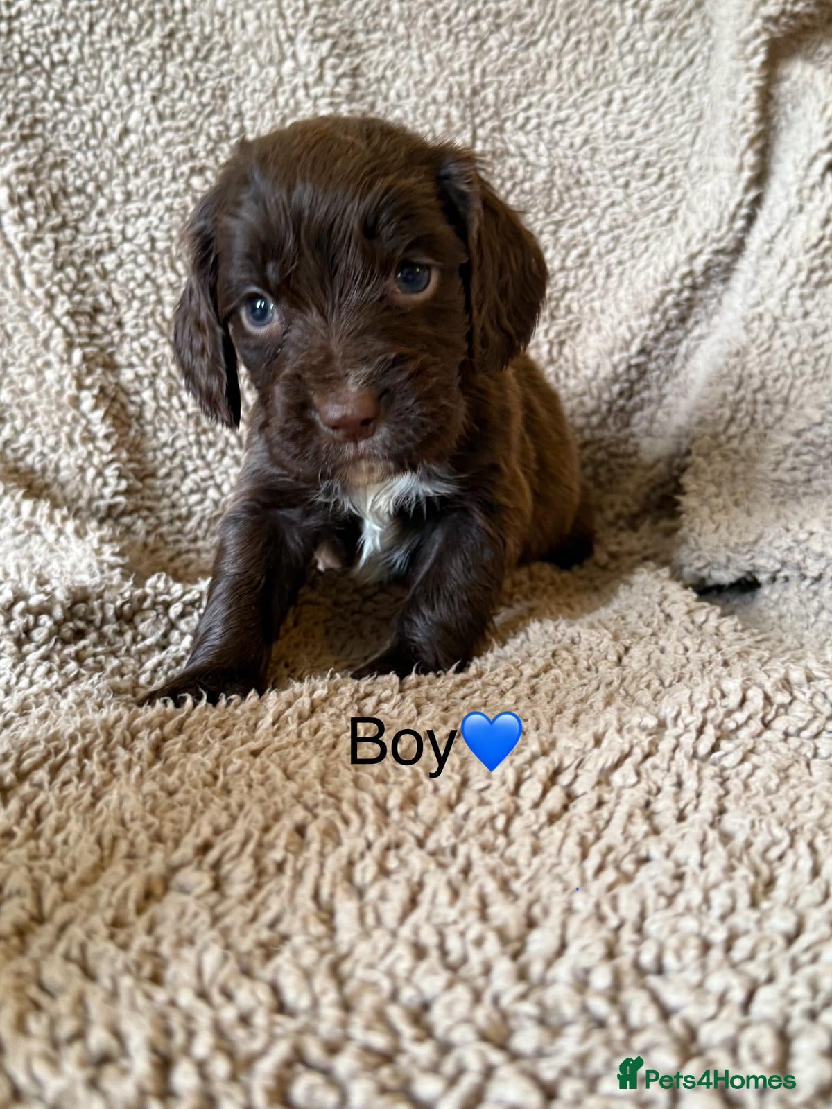 Cocker Spaniel dogs Beautiful Cocker Spaniels - Advert 15