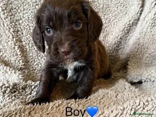 Cocker Spaniel dogs Beautiful Cocker Spaniels - Advert 15