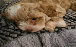 Maltipoo dogs for sale: Stunning Maltipoo Puppies ❤️  - Image 13