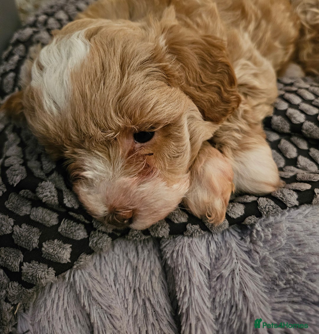 Maltipoo dogs for sale: Stunning Maltipoo Puppies ❤️  - Image 13