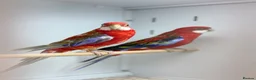 Parakeets birds for sale: Rosella  - Advert 7