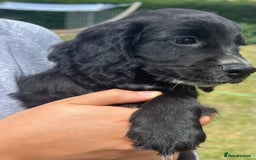 Cocker Spaniel dogs for sale: ⭐️READY TO GO!⭐️KC REG COCKER SPANIEL AGILITY FTC - Image 4