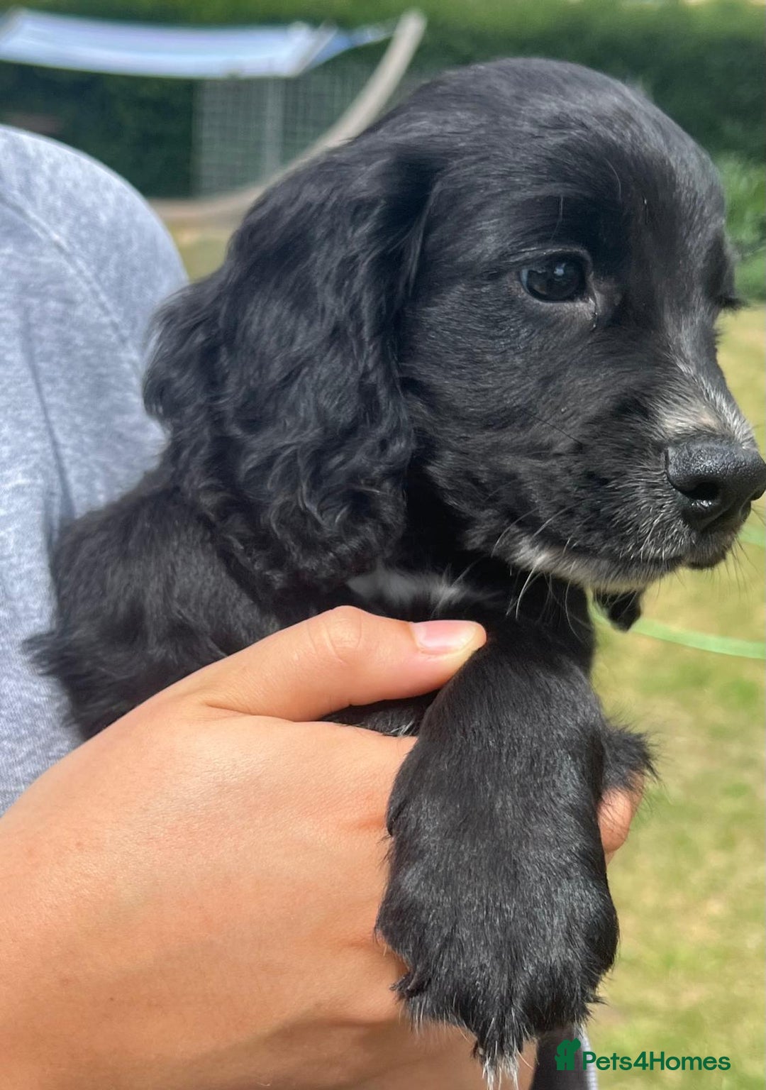 Cocker Spaniel dogs for sale: ⭐️READY TO GO!⭐️KC REG COCKER SPANIEL AGILITY FTC - Image 4